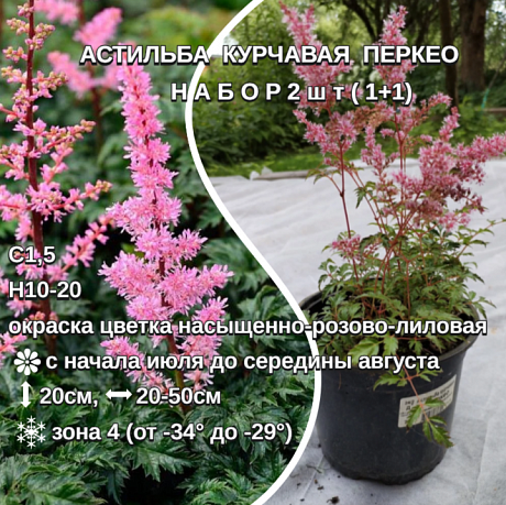 Астильба курчавая Перкео НАБОР 2ШТ фото Астильба курчавая Перкео НАБОР 2ШТ 