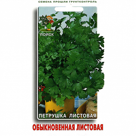 Петрушка Обыкновенная листовая фото Петрушка Обыкновенная листовая 