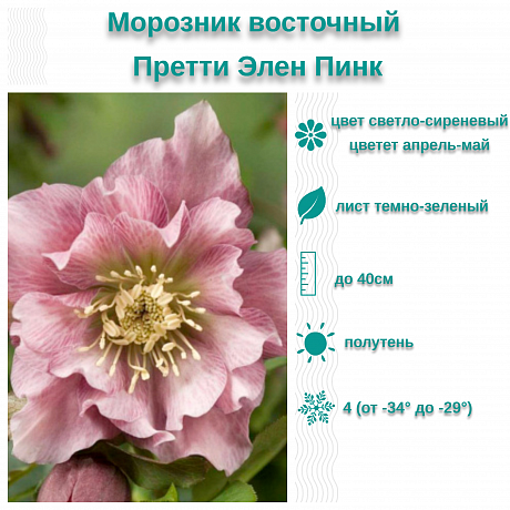 Морозник восточный Претти Элен Пинк фото Морозник восточный Претти Элен Пинк 