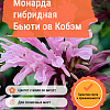 Монарда гибридная Бьюти ов Кобэм фото 1 