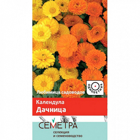 Календула Дачница фото Календула Дачница 