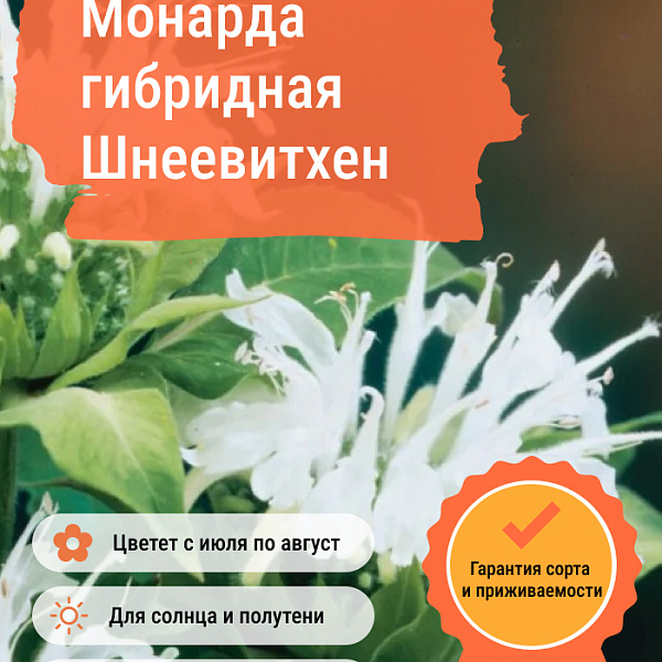 Монарда гибридная Шнеевитхен фото 3 