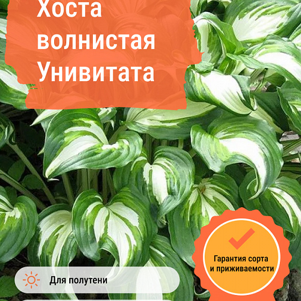 Хоста волнистая Унивитата фото 5 