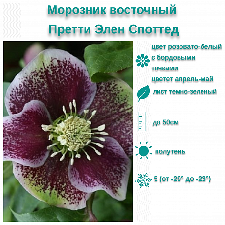 Морозник восточный Претти Элен Споттед фото Морозник восточный Претти Элен Споттед 