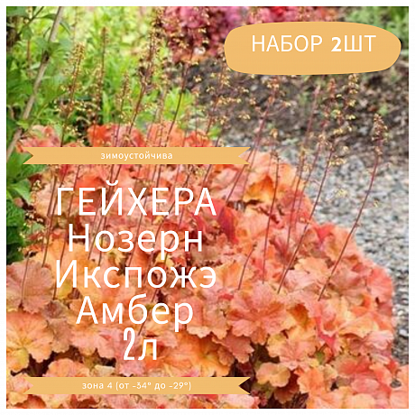 Гейхера гибридная Нозерн Экспожэ Амбер НАБОР 2ШТ